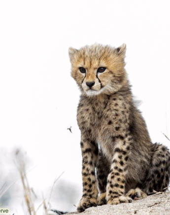 A01Ronald Mutero Cheetah 29092021 Final