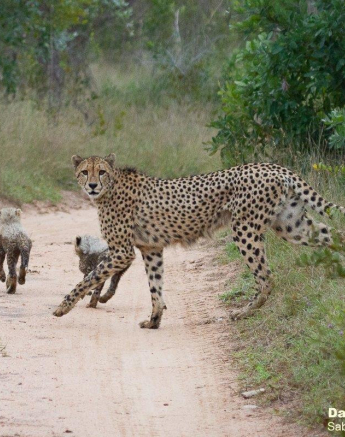 A01Daniel Greyvenstein Cheetah And Cubs 200527 6 Final A01Daniel Greyvenstein Cheetah And Cubs 200527 6 Final