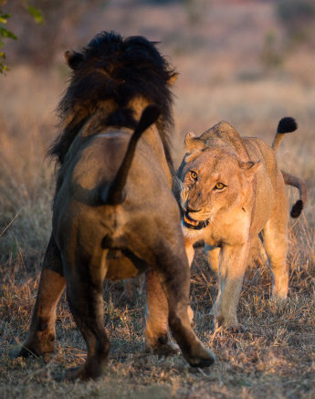 Southern Pride 6 Southern Pride 6