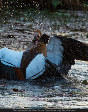 10694383 737472389633748 8892889600854956311 O