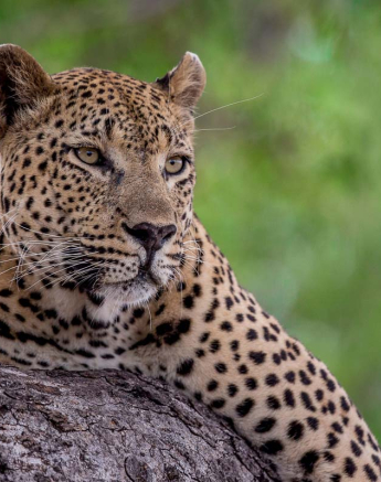 21Pravir Patel Leopard02 170116 21Pravir Patel Leopard02 170116