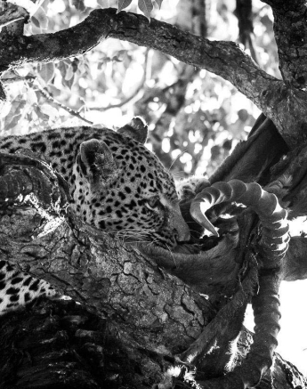 14Sheldon Hooper LBC Feeding 17 14Sheldon Hooper LBC Feeding 17