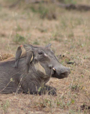 17Dylan Leo Smith Warthog And Oxpeckers 17Dylan Leo Smith Warthog And Oxpeckers