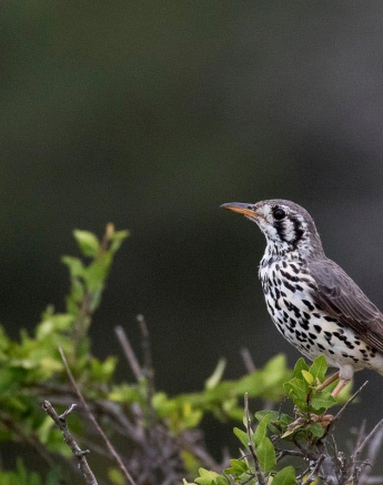 32kyle Ground Scraper Thrush 2 Final 32kyle Ground Scraper Thrush 2 Final
