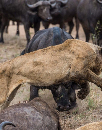 10Terry Ennever Lion Buffalo 9 Final 10Terry Ennever Lion Buffalo 9 Final