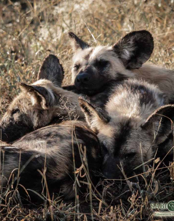 14Kerry Lee Roberg Wild Dogs Sleeping Final 14Kerry Lee Roberg Wild Dogs Sleeping Final