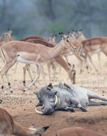 19 Francois Malan 1 15082018 Lazy Pig Final