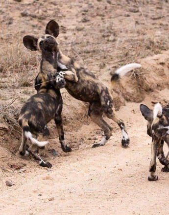 37Frederik Aucamp Wild Dogs 02 11 2018 2 Final 37Frederik Aucamp Wild Dogs 02 11 2018 2 Final