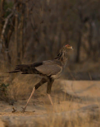 34Kevin Van Der Linde Secretary Bird 2592018 Final 34Kevin Van Der Linde Secretary Bird 2592018 Final