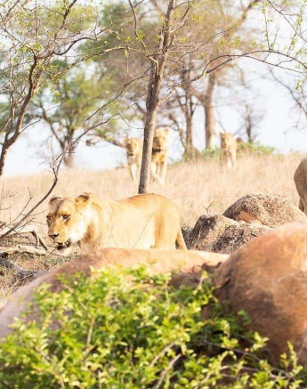 19Frederik Aucamp SP Lions And Kudu 22 11 2018 1 Final