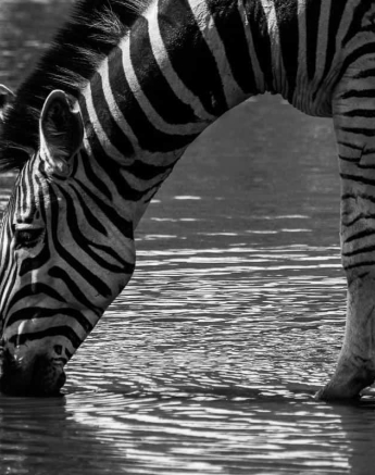 47Louise Murray Zebra 30102018 1 Final