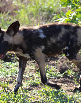 9 Louise Murray Wild Dogs 05012019 1 9 Louise Murray Wild Dogs 05012019 1