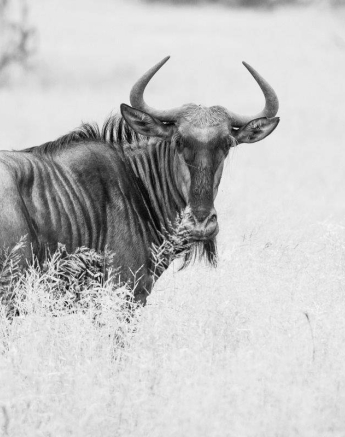 30Kevin Van Der Linde Wildebeest 03032019 Final 30Kevin Van Der Linde Wildebeest 03032019 Final
