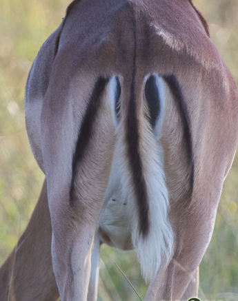 02Kevin Van Der Linde Impala 15022019 Final