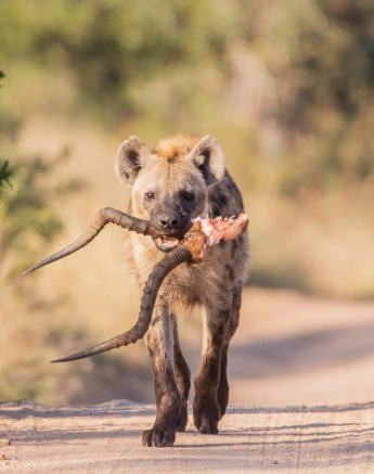 49Frederik Aucamp Spotted Hyena 05 05 2019 Final 49Frederik Aucamp Spotted Hyena 05 05 2019 Final