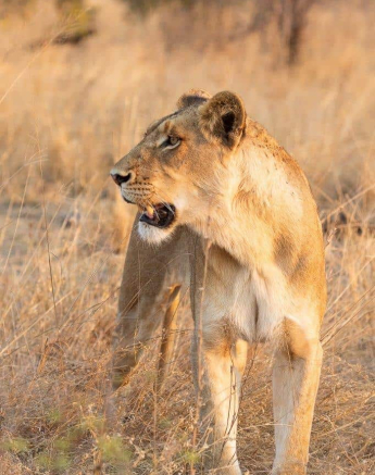 20Kevin Van Der Linde Lioness SP 28082019 Final