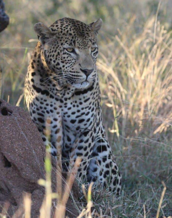 03Louise Murray Wd 27052020 3 Final