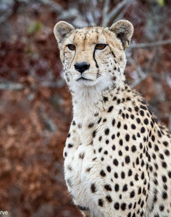 A21ronald Mutero Cheetah 10182021 6 Final