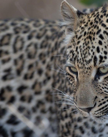 A31Graeme Stewart Ntsumi Cub 270921 2  Final A31Graeme Stewart Ntsumi Cub 270921 2  Final