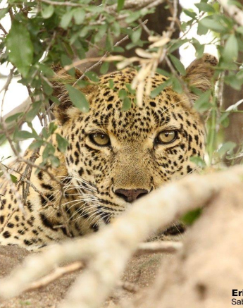 A15Erin Herbst Kigelia 1 130222 Final