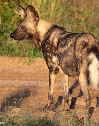 A19ronald Mutero Wild Dog 17052022  Final A19ronald Mutero Wild Dog 17052022  Final