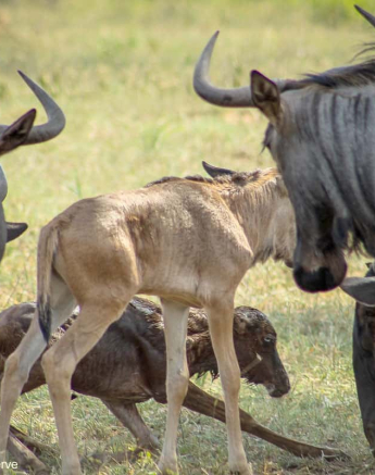 11Rebecca Boshoff Wildebeest Birth 11 10.12.2020 Final 11Rebecca Boshoff Wildebeest Birth 11 10.12.2020 Final