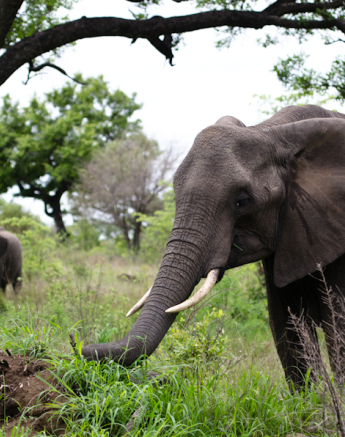 Luxury Safari 5 Luxury Safari 5