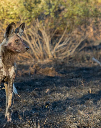 02Pravir Patel Wild Dog01 02Pravir Patel Wild Dog01