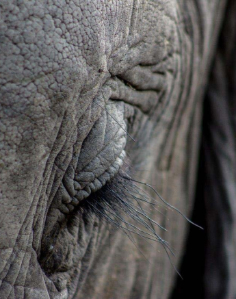 27Tayla McCurdy Elephant Close Up 7 May 16 2 Of 2 27Tayla McCurdy Elephant Close Up 7 May 16 2 Of 2