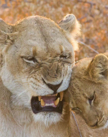 23Dylan Leo Smith Lion Cub And Lioness Winter Sun 1 23Dylan Leo Smith Lion Cub And Lioness Winter Sun 1