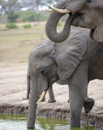 14Mike Palmer Ellies 020816 14Mike Palmer Ellies 020816