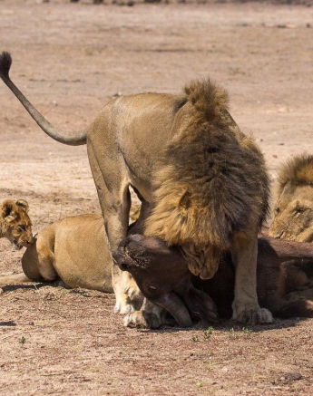 11Franscois Rosslee Lionkill8 Final 11Franscois Rosslee Lionkill8 Final
