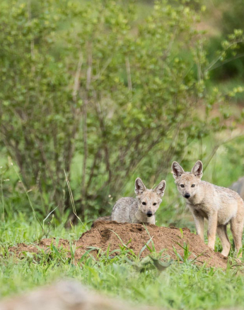 30 Sheldon Hooper Jackal Pup 30 Sheldon Hooper Jackal Pup