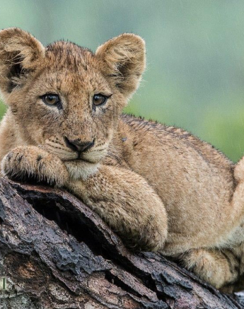 06Terry Ennever Lion Cubs 8117 3 Final 06Terry Ennever Lion Cubs 8117 3 Final