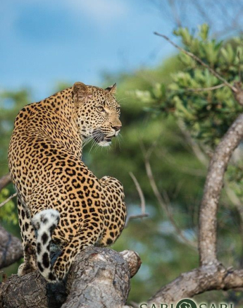 18Terry Ennever Kigelia 29317 Final 18Terry Ennever Kigelia 29317 Final