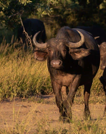 35Kevan Dobbie Buffalo 090419 Final