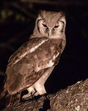12Frederik Aucamp Verreaux Eagle Owl 07 07 2019 1 Final 12Frederik Aucamp Verreaux Eagle Owl 07 07 2019 1 Final