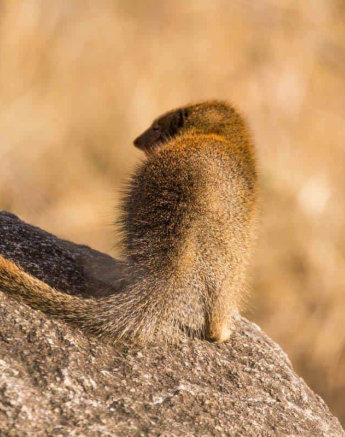 02Frederik Aucamp Slender Mongoose 1 Final 02Frederik Aucamp Slender Mongoose 1 Final