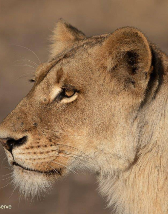 27Tyron Van Der Walt Lioness 12092019 3 Final 27Tyron Van Der Walt Lioness 12092019 3 Final