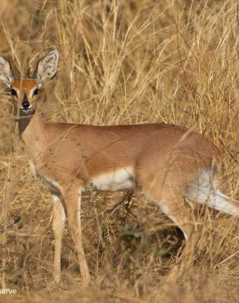 07Frederik Aucamp Steenbok 03 09 2019 5 Final