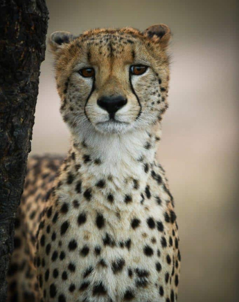 36Ally Ross 20200728 Cheetah Male 06 Final 36Ally Ross 20200728 Cheetah Male 06 Final