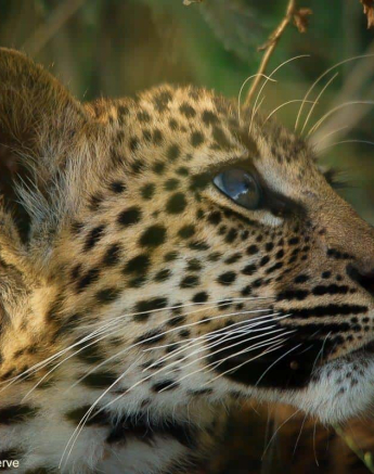 08Ally Ross 2020201 Ntsumi Cub 10  Final