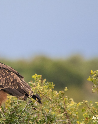 B11Jason Street Tawny Eagle 010422 Final B11Jason Street Tawny Eagle 010422 Final