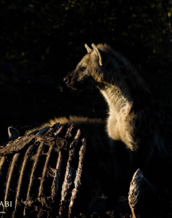 02Kevan Dobbie Hyena 30.05.2 Final