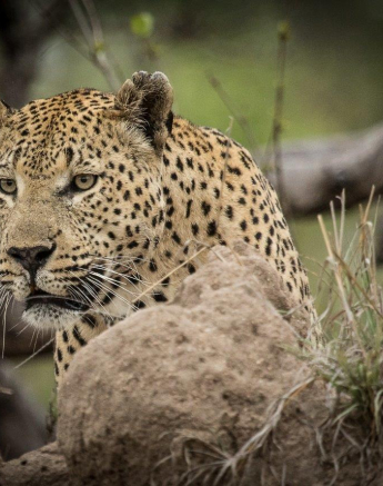 26Kevan Dobbie Max 2611.3 Final