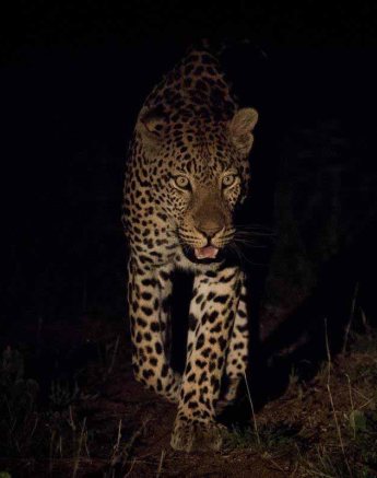 11Kevan Dobbie Male Leopard 010118.3 Final 11Kevan Dobbie Male Leopard 010118.3 Final