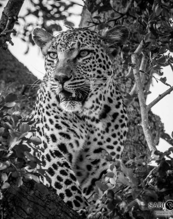 16Kevan Dobbie Unknown Female Leopard 200118.3 Final 16Kevan Dobbie Unknown Female Leopard 200118.3 Final