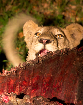 Cub Feeding 1 Cub Feeding 1