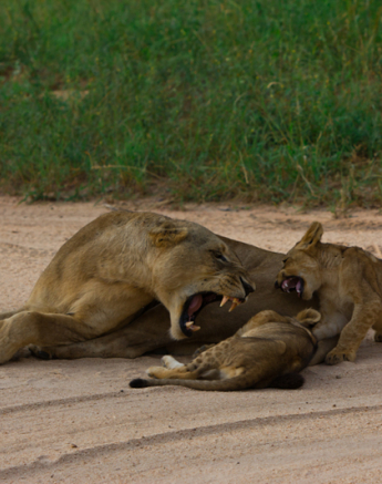 Cub 7 Cub 7