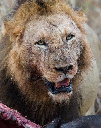 10455363 702248539822800 1075386204242469816 N